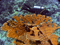   Molasses Reef dive. This was about 25 feet water Key Largo Reef. elkhorn colonies are amazing there. dive there  